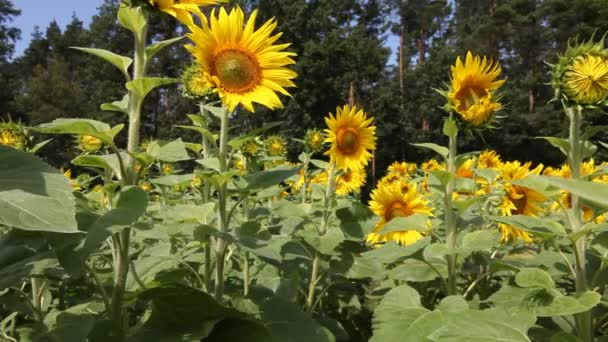 Tournesols dans les environs de Berlin, Allemagne — Video