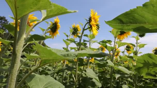 Solrosor i närheten av berlin, Tyskland — Stockvideo