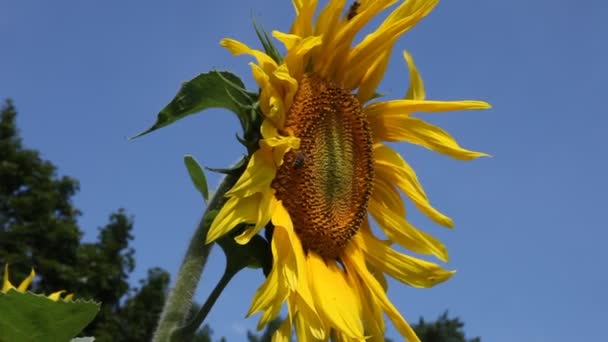 Girasoles en las inmediaciones de Berlín, Alemania — Vídeos de Stock