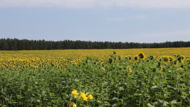 Girasoles en las inmediaciones de Berlín, Alemania — Vídeo de stock