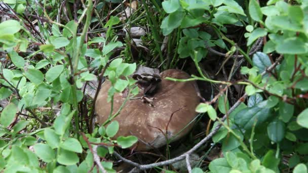 Setas en el bosque — Vídeos de Stock