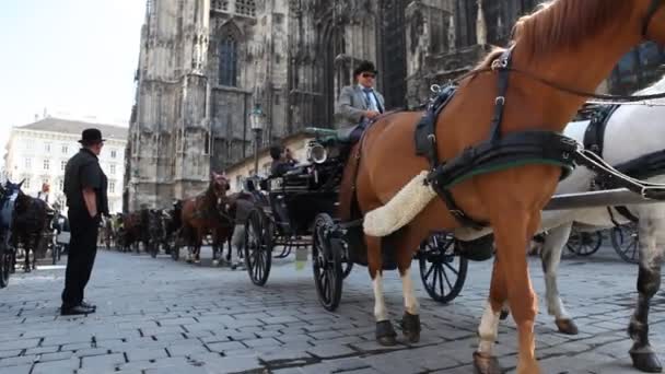 Deux chevaux dans un fiacre devant St. Stephens à Vienne — Video