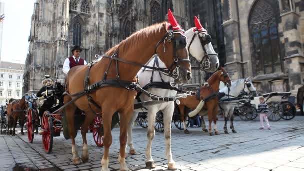 Dois cavalos em um incêndio na frente de St. Stephens em Viena — Vídeo de Stock