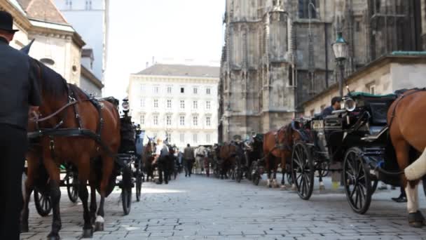 Two horses in a fiacre in front of St. Stephens in Vienna — Stock Video