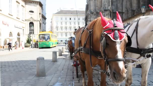 Dois cavalos em um incêndio na frente de St. Stephens em Viena — Vídeo de Stock