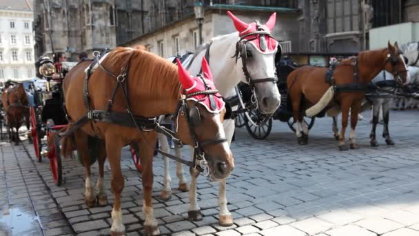 Deux chevaux dans un fiacre devant St. Stephens à Vienne — Video