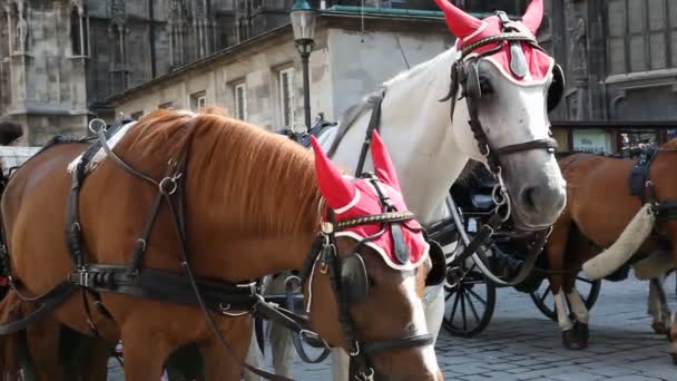 在前在维也纳圣斯蒂芬斯能坐马车的两匹马 — 图库视频影像