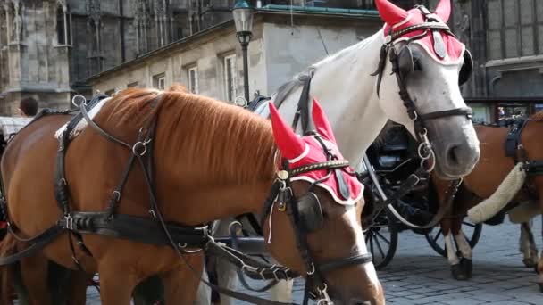 Twee paarden in een fiacre tegenover st. stephens in Wenen — Stockvideo