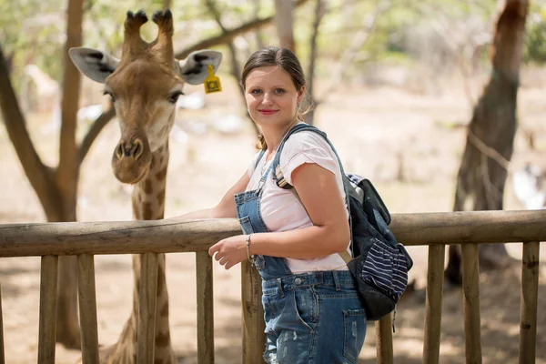 Uma mulher alimenta uma girafa no zoológico. — Fotografia de Stock
