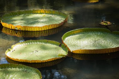 su pamplemousess botanik bahçeleri Mauritius, dev, Amazon lily. Victoria amazonica, victoria regia.