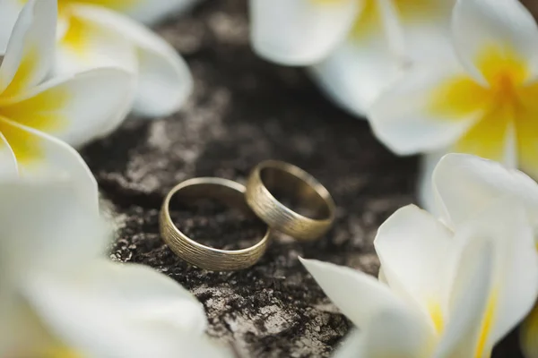 Trouwringen op de schors van een boom. Bloemen loodgieterij — Stockfoto