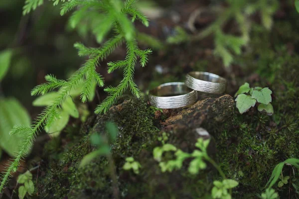 Golden wedding rings on green moss in forest. — Stock Photo, Image