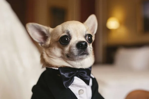 Düğünde smokin giymiş bir chihuahua köpeği.