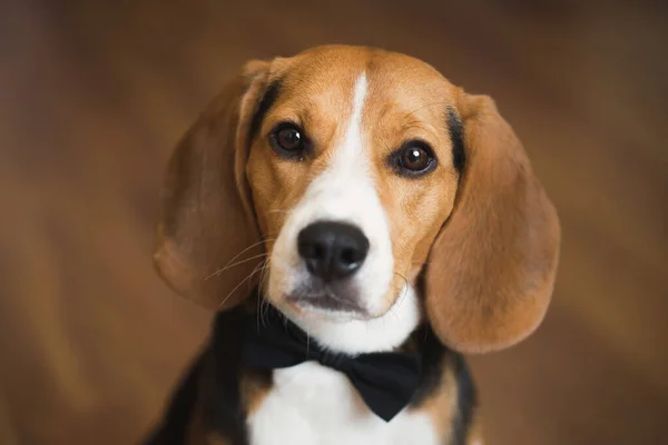 Düğünde papyonlu akıllı bir köpek. — Stok fotoğraf
