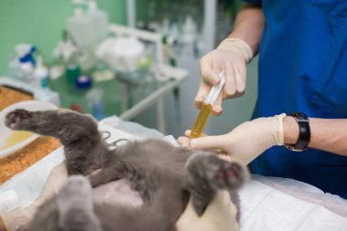 Veterinerlik, kedilerin idrar kesesini boşaltmak için üçlü durdurma yöntemi safra kesesi taşı. Şırınga.