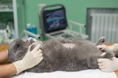 Veteriner klinikte ultrason yapıyor..