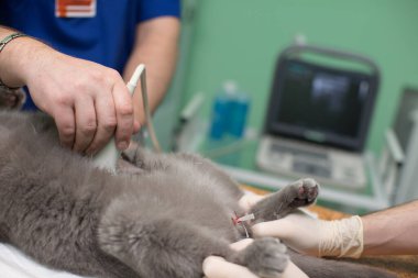 Veteriner klinikte ultrason yapıyor..