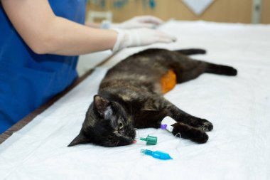 Veteriner kliniğinde ameliyat masasındaki kedi. Veterinerlik sterilizasyon operasyonu.