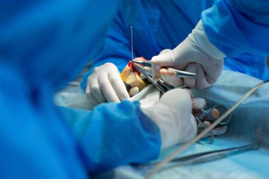 Veteriner kliniğinde köpek pençesi operasyonu.