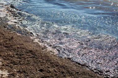 Kirli deniz dalgaları yaşlı kirli yosunları kıyıya çiviledi. Kumsaldaki kirli deniz yosunu hattı. Kirli deniz, çevresel kirlilik sorunu. Deniz yosunu ve deniz yosunu. Kapalı. Banyo yapmak yasak.