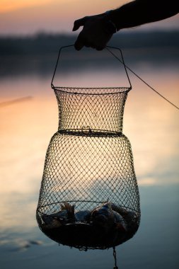 Balık tutmak, taze tatlı su balığı yakalamak için ağda.