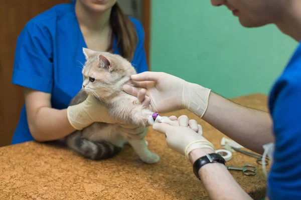 Veterinär som placerar en kateter via en katt på kliniken. — Stockfoto