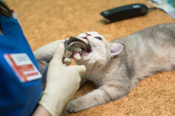 Dierenarts chirurgie, zetten anesthesie ademhaling circuit ingesteld op kat mond. — Stockfoto