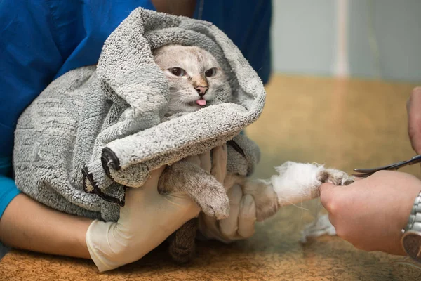 Veterinární umístění katetru přes kočku na klinice. — Stock fotografie