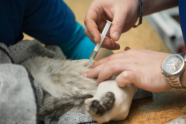 Veterinární lékař podává injekci kocourovi do žaludku. — Stock fotografie