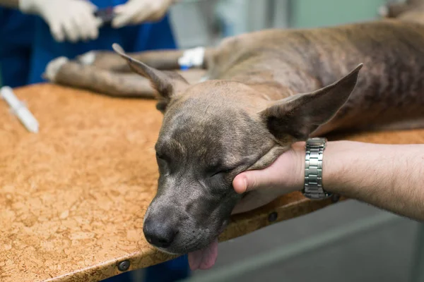 Hunden är under narkos före operation i en veterinärklinik. — Stockfoto