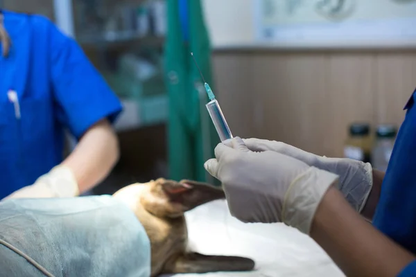Veterinární lékař při operaci drží injekční stříkačku v rukavicích. — Stock fotografie