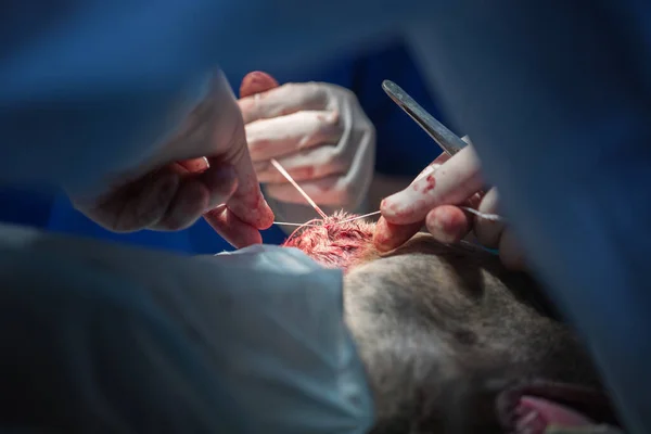 Ветеринар робить операцію на собаці. обрізання вух. хірург зашиває вуха — стокове фото