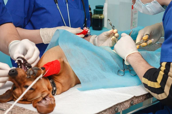 Хірурги ветеринари. операція обрізання. ветеринарна клініка — стокове фото