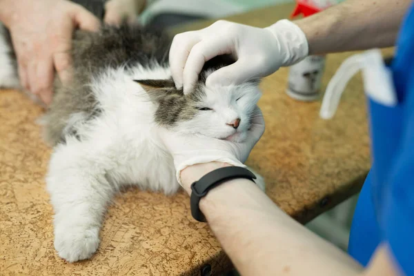 Kočka na vyšetření na zvířecí veterinární klinice. — Stock fotografie