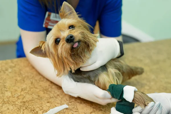 Veterinář dal na psa katetr na veterinární klinice. — Stock fotografie