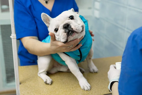Veterinären sätter en kateter på hunden på veterinärkliniken. — Stockfoto
