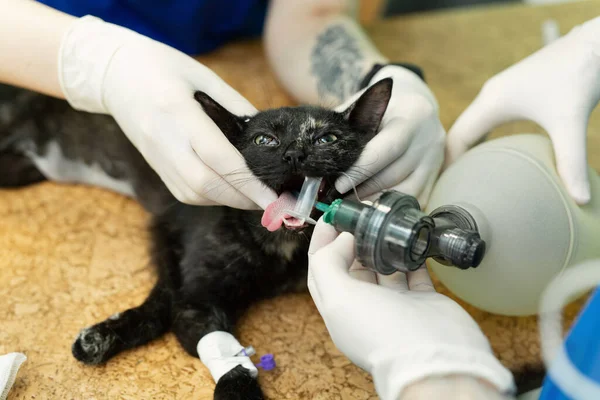 Veterinarian surgery, putting anesthesia breathing circuit set to cat mouth. — Stock Photo, Image