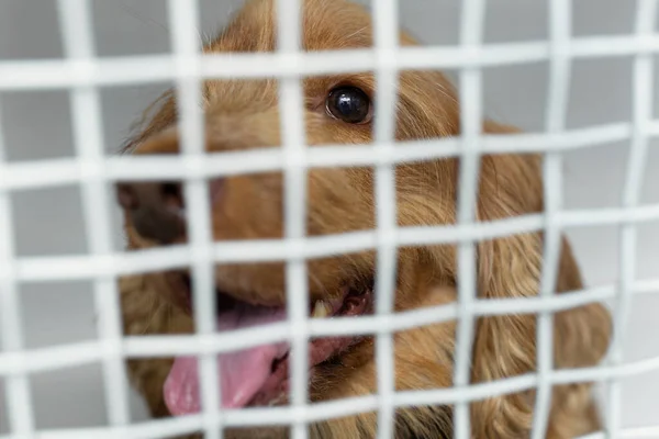 Perro enfermo en una jaula en una clínica veterinaria para animales. — Foto de Stock