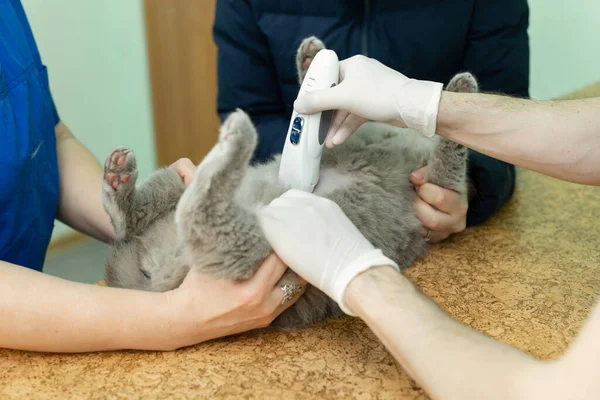 Veterinář dělá ultrazvuk na klinice. — Stock fotografie