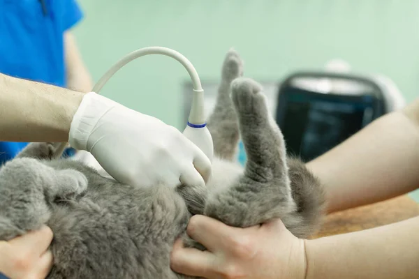Dierenarts doet een echografie kat in kliniek. — Stockfoto