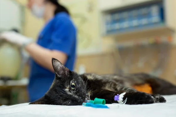 De kat op de operatietafel in een dierenkliniek. dierenarts sterilisatie operatie. — Stockfoto