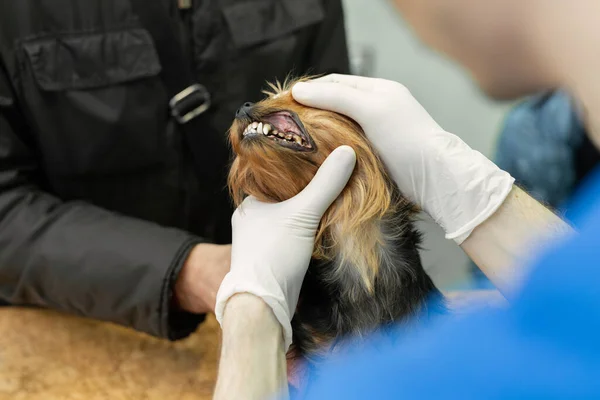 Veterinární lékař dělat kontrolu malého psa Yorkshire teriér. — Stock fotografie