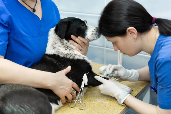 Vet zet een katheter op de hond in de dierenkliniek. — Stockfoto