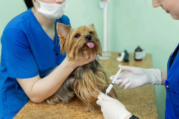 Zblízka veterinární lékař dávat injekci psovi v nemocnici. — Stock fotografie