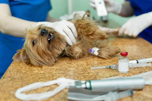 Κτηνίατρος προετοιμάζει το σκυλί ξυρίζοντας το πόδι του πριν από την επέμβαση. — Φωτογραφία Αρχείου
