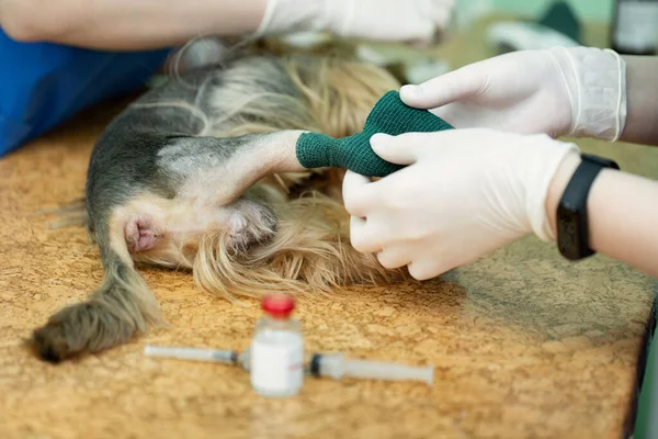 Vet βάζει έναν καθετήρα στο σκύλο στην κτηνιατρική κλινική. — Φωτογραφία Αρχείου