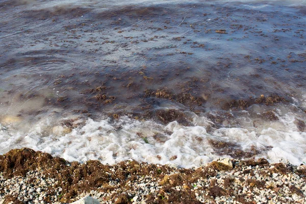 Грязная морская волна прибила к берегу старые грязные водоросли. Грязная линия морских водорослей на пляже. Грязное море, экологическая проблема загрязнения окружающей среды. Морские водоросли в морской волне. Закрыто. Купание запрещено — стоковое фото