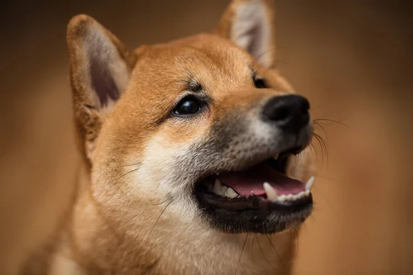 Retrato de un perro Shiba Inu, vista frontal . —  Fotos de Stock