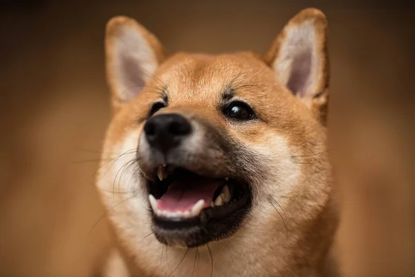 Retrato de un perro Shiba Inu, vista frontal . —  Fotos de Stock