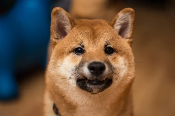 Bir köpek portresi, Shiba Inu, ön manzara. — Stok fotoğraf